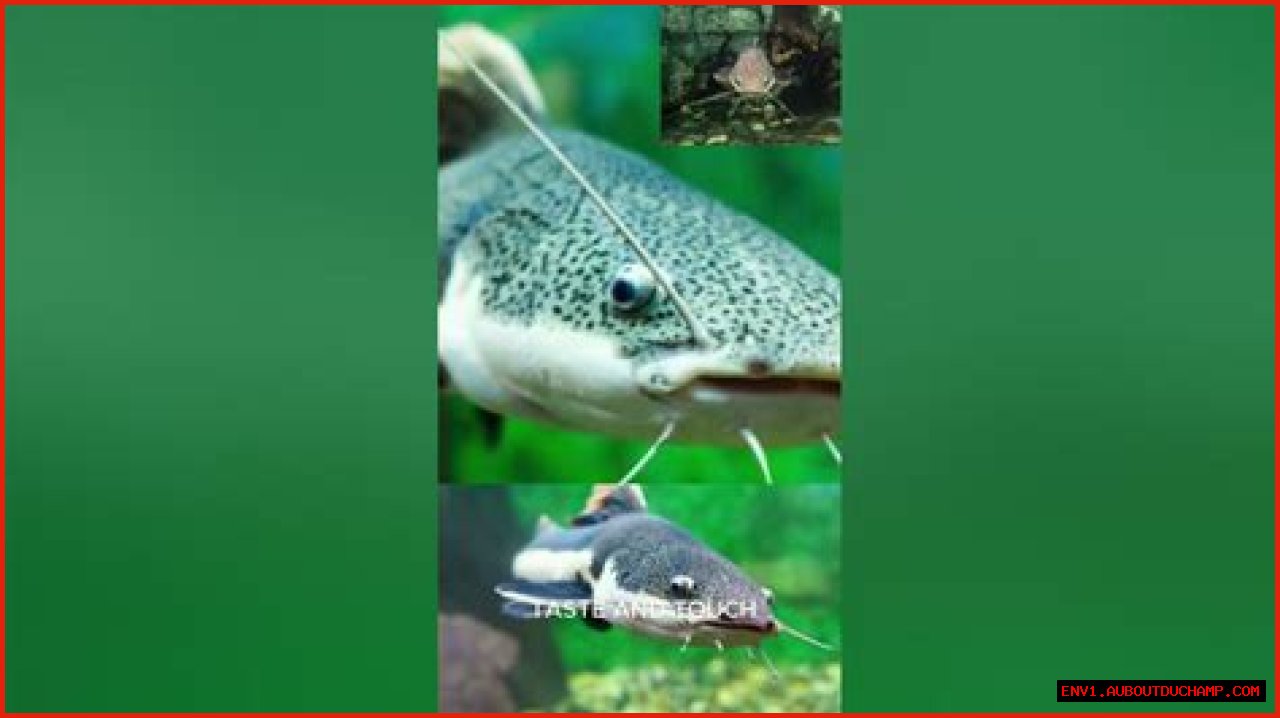 Unveiling The Mystique Of Isaac Catfish: The Enigma Of The Aquatic World